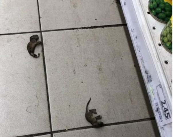 Menjijikkan, Bayi Tikus Mati Ditemukan di Sebuah Supermarket di Perak