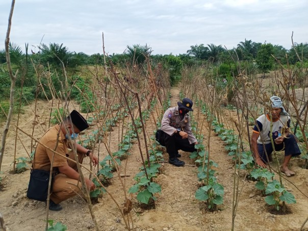 Polsek Pangkalan Lesung Bersama Kades Lakukan Pengecekan Program Ketahanan Pangan di Desa Mulya Subur