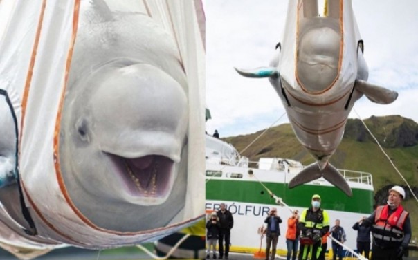 Viral Ekspresi Paus Beluga Tertawa Dilepaskan, Setelah 10 Tahun Tinggal di Aquarium China (foto/int)
