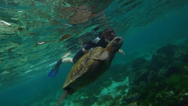 Ajaib, Ilmuwan Menemukan Lusinan Spesies Baru di Laut Dalam Galapagos