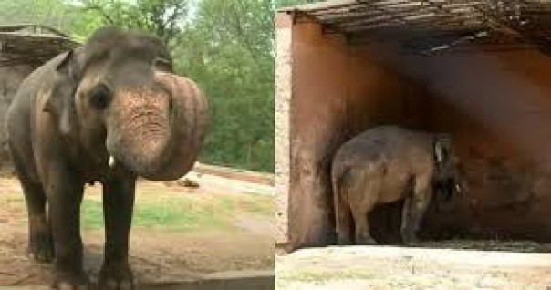 Mengharukan, Seekor Gajah yang Telah Dirantai Selama 30 Tahun Di Kebun Binatang Pakistan, Akhirnya Dibebaskan 