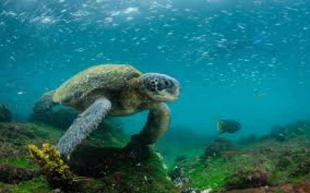 30 Spesies Laut Baru Ditemukan Di Kedalaman Kepulauan Galapagos