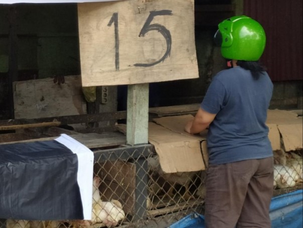 Libur Agustus Harga Ayam Potong di Pekanbaru Naik (foto/int)
