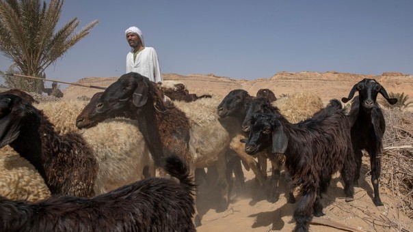 Para petani Mesir Ketakutan Akan Dampak Bendungan Ethiopia