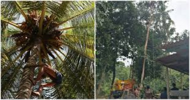 Kasihan, Pemotong Pohon Ini Meninggal Secara Tiba-Tiba Saat Berada di Atas Pohon Dengan Ketinggian 30 Meter