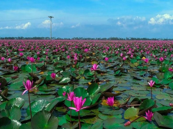Imbas Dari Pandemi, Lautan Bunga Lili di Desa Kerala Ini Sepi Dari Pengunjung 