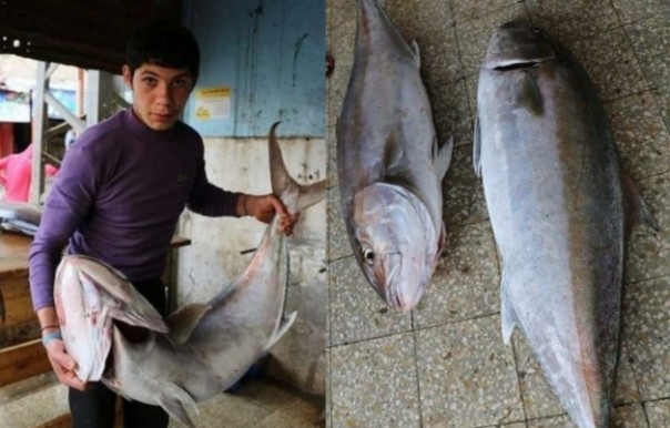 Israel Larang Nelayan Gaza Melaut, Bang Onim: Allah Datangkan Rezeki (foto/int)
