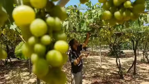 Pantas Israel Tak Mau Lepaskan Palestina, Anggur Saja Tumbuh Subur dan Menggiurkan (foto/int)