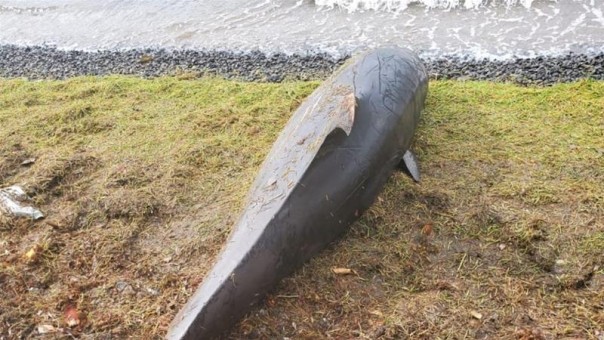 Greenpeace Lakukan Penyelidikan Ketika Seekor Lumba-lumba Mati Terdampar di Dekat Tumpahan Minyak Mauritius