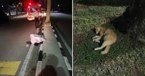 Pengendara Sepeda Motor di Kedah Kehilangan Kendali Usai Sepeda Motornya Menabrak Kucing yang Melintas, Keduanya Tewas Secara Mengenaskan di Lokasi