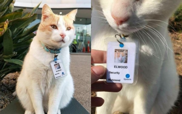 Suka Mondar Mandir dan Berkeliling, Kucing Ini Langsung Diangkat Jadi Staf Rumah Sakit (foto/int)