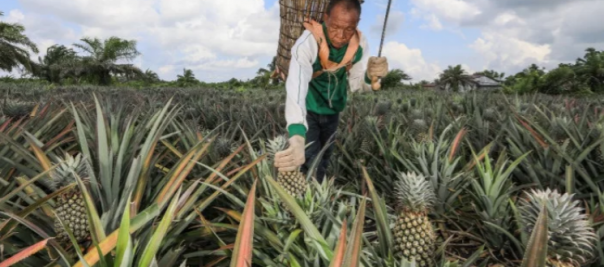 Berkat Pembinaan CD RAPP, Pendapatan Petani Nanas di Riau Stabil
