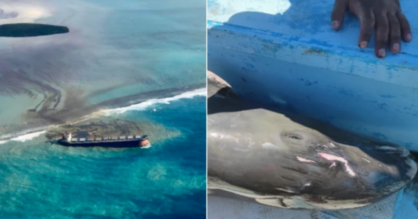 Tumpahan Minyak di Pulau Mauritius Telah Menyebabkan Matinya 39 Lumba-lumba