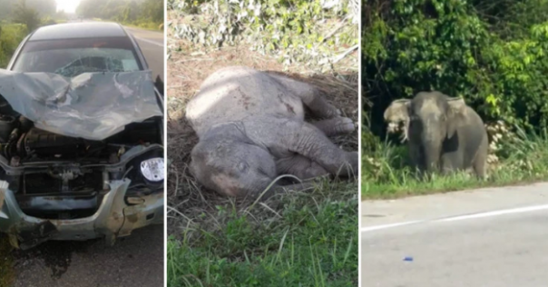 Kasihan, Bayi Gajah Ini Meninggal Setelah Ditabrak Mobil di Johor