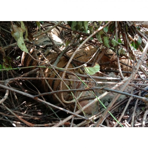 Harimau Sumatera Mati di Siak, Leher Terjerat Tali Dari Baja (foto/int)