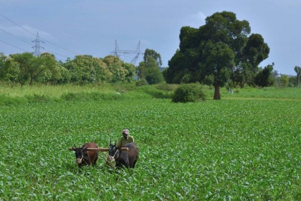 Ditengah Pandemi, Petani India Berhasil Meningkatkan Sektor Pertanian Hingga Alami Pertumbuhan 3,4 Persen