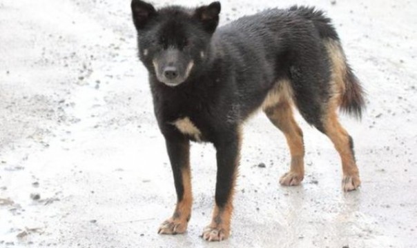 Anjing menyanyi yang ditemukan masih berkeliaran di dataran tinggi Papua. Sebelumnya, anjing ini disebut telah punah sejak 50 tahun lalu. Foto: int 