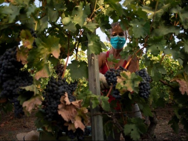 Krisis COVID Menghantam Ekonomi Dunia, Tetapi Panen Berlanjut Di Kebun Anggur Spanyol