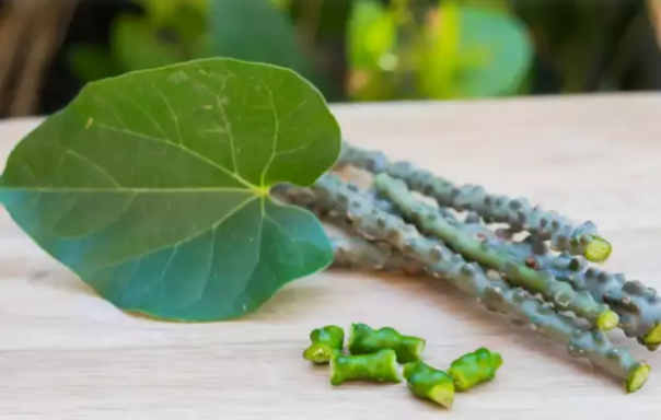 Inilah Ramuan Herbal yang Anda Butuhkan Untuk Meningkatkan Kekebalan Tubuh Anda