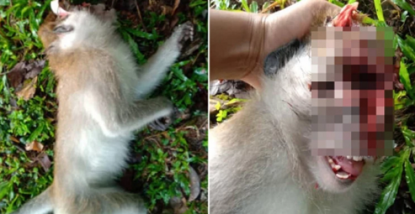 Tragis, Monyet Ini Ditembak di Bagian Kepala Karena Mengganggu Anak-Anak  di Kawasan Perumahan Dekat Hutan Cagar Alam