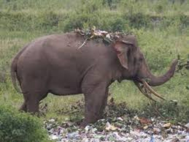 Kasihan, Kelaparan Membuat Gajah Ini Mencari Makan Di Tumpukan Sampah