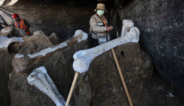 Lebih Dari 100 Kerangka Mammoth Ditemukan di Meksiko  