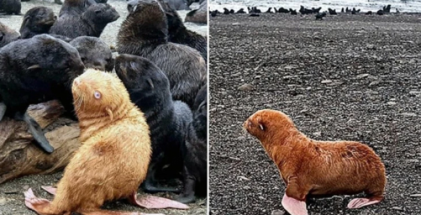 Terlalu Unik, Ahli Biologi Khawatir Anak Anjing Laut Langka Ini Akan Dijauhi Oleh Jenisnya Sendiri