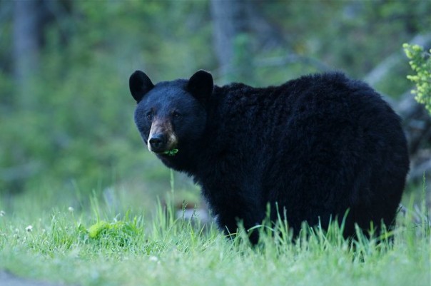 Mengerikan, Beruang di Perkemahan Carolina Utara Ini Tertangkap Basah Asyik Mengunyah Tulang Belulang Seorang Backpaker Dari Illinois