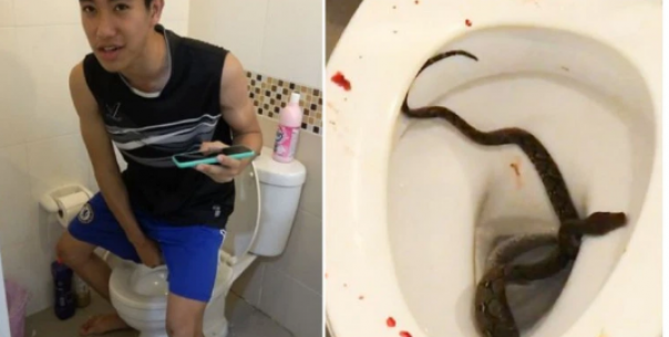 Mengerikan, Seekor Python Menggigit Penis Seorang Pria Saat Dia Tengah Buang Air Kecil di Toilet