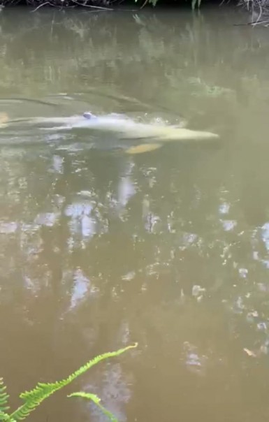 Wah, Seekor Ikan Pesut Muncul Kepermukaan Sungai Segati Langgam Pelalawan (foto/int)