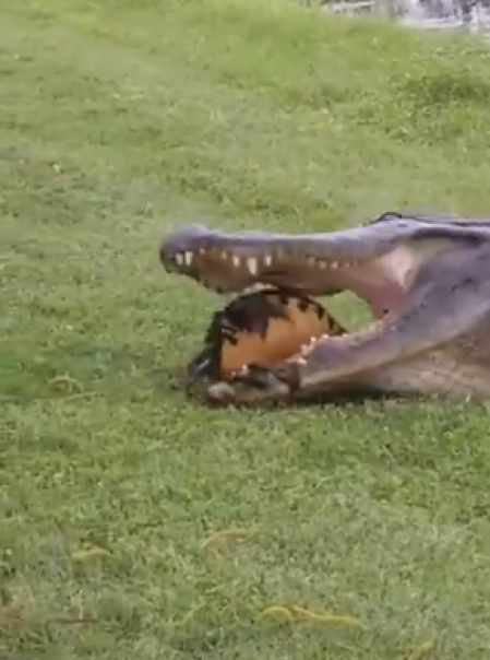 Alligator Buas Ini Mencoba Memakan Kura-Kura, Tapi Ternyata Tidak Berjalan Sesuai Dengan Rencananya