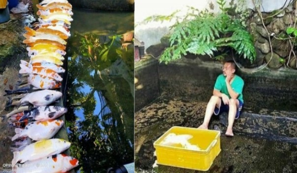 Viral Seorang Pria Terduduk Lemas Ikan Mahalnya Mati Semua Gara-gara Ini, Netizen: Sakit Tapi Tak Berdarah (foto/int)