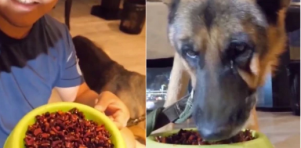 Anjing Gembala Jerman Ini Menangis Karena Dipaksa Makan Cabai Oleh Pemiliknya Demi Tren TikTok di Tiongkok
