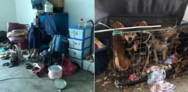 Meski Hidup Serba Kelaparan, Tiga Bocah Di Kuantan Ini Rela Mengasuh 13 Anjing Liar dan Berbagai Hewan Terlantar Lainnya