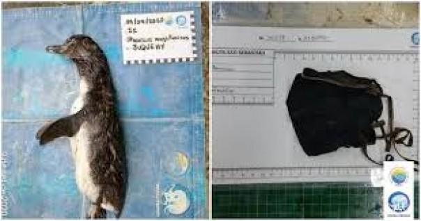 Tragis, Penguin Ini Ditemukan Mati Di Pantai Setelah Tersedak Masker N95 Yang Dibuang Oleh Para Pengunjung