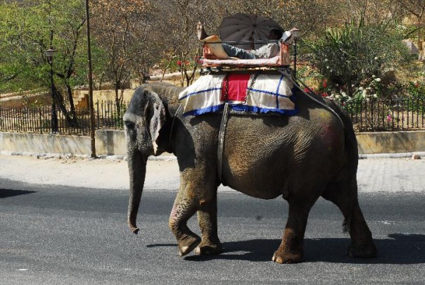 Selalu Dirantai, Gajah Ini Akhirnya Merayakan Satu Tahun Kebebasan Setelah 40 Tahun Dipaksa Untuk Mengemis