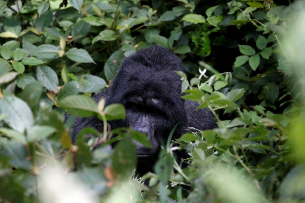 Gorilla Serang Seorang Penjaga Kebun Binatang di Spanyol