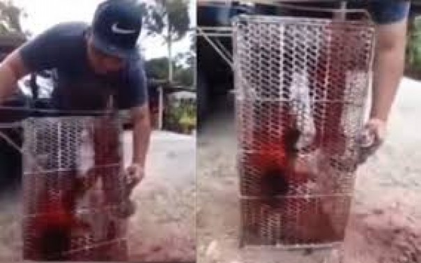 Video Seekor Monyet yang Terjebak dan Disemprotkan Cat Merah Jadi Viral di Malaysia