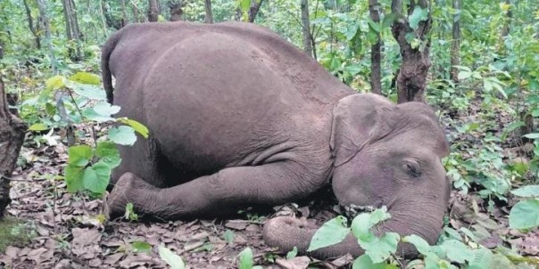 Tragis, Gajah Ini Meninggal Setelah Tersangkut Kawat Hidup yang Dibuat Untuk Berburu Babi Hutan