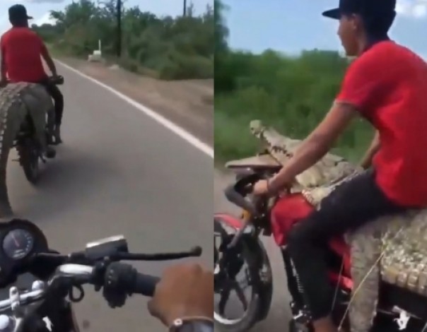 Viral Video Pria Bawa Buaya Pakai Sepeda Motor, Netizen Langsung Ngilu (foto/int)