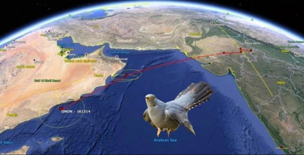 Inilah Satu-Satunya Burung yang Mampu Terbang Sejauh 3.500 Km Dari India Ke Yaman Hanya Dalam Waktu 2 Hari