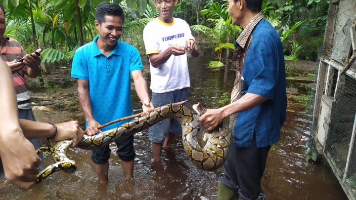 Warga Desa Resam Lapis saat menangkap ular piton, ketika puluhan rumah Terendam banjir