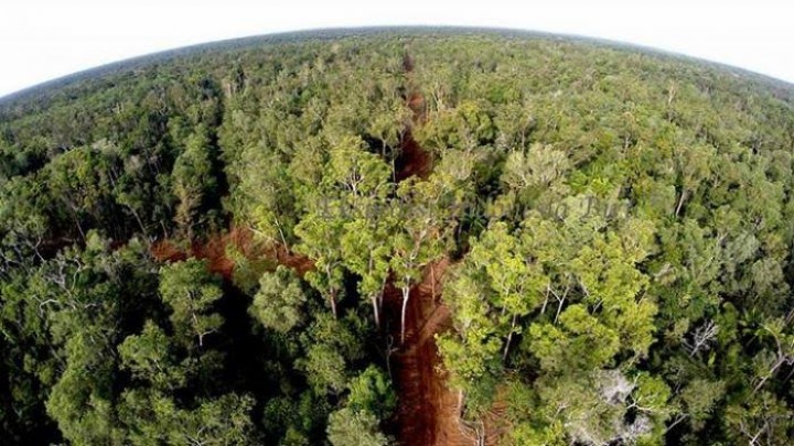 Mantan Petinggi Soroti Kebijakan Jikalahari Kritisi Pemerintah (foto/ilustrasi)