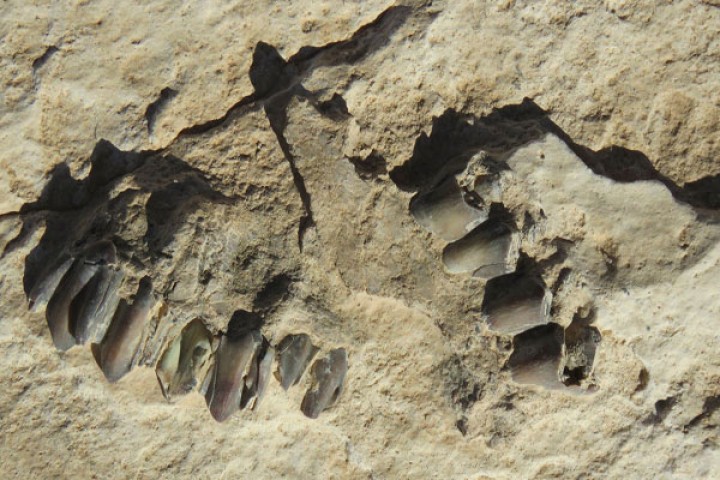 Jejak kaki manusia berusia 120 ribu tahun yang ditemukan di Arab Saudi. FOTO/Sky News