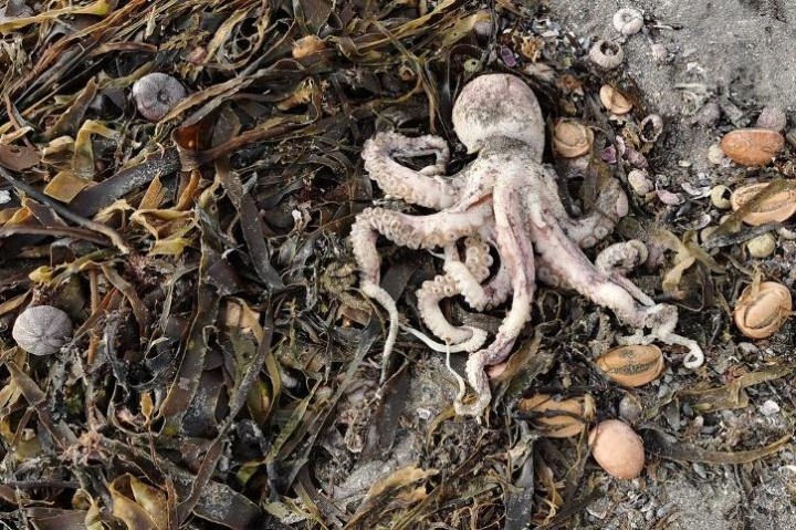 Ilmuwan Menemukan 95 Persen Hewan Laut yang Menghuni Dasar Laut Mati, Ternyata Ini Penyebabnya...