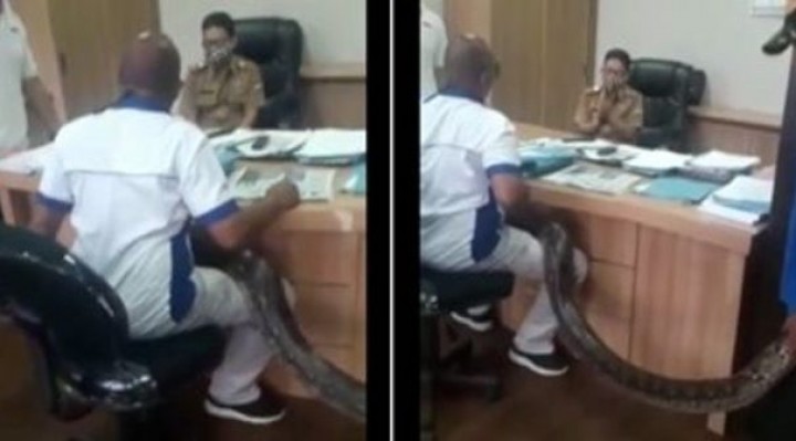 Minta Jatah Proyek, Pria Ini Nekat Membawa Ular Piton Raksasa ke Kantor Dinas PUPR di Bandung