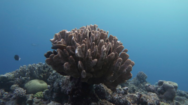 Pemanasan Global Membunuh Separuh Karang di Great Barrier Reef
