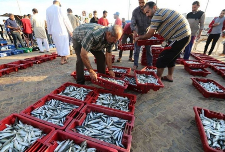 Ikan Segar Hasil Tangkapan Nelayan Gaza Palestina di Tengah Blokade Israel (foto/int)