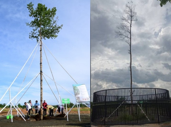 Pohon Langka yang Ditanam Presiden Jokowi Mati Kena Sambar Petir, Netizen: Penting Sekali Ya Untuk Tahu (foto/int)