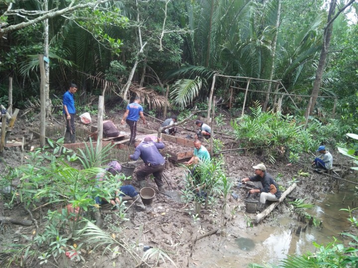 Kelompok masyarakat mulai melalui kegiatan program padat karya mangrove di Riau. Foto: ist